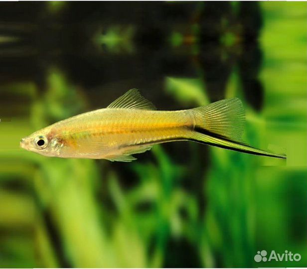 Рыбки меченосцы