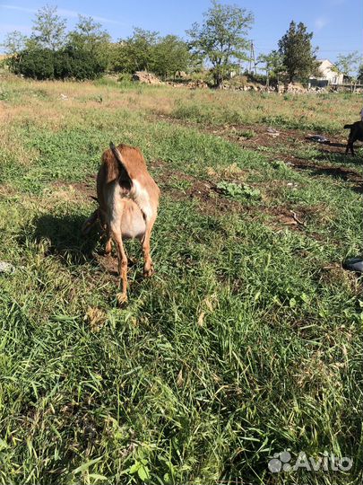 Коза дойная