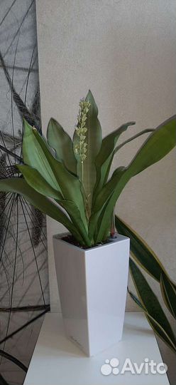 Moonshine.Сансевиерия Муншайн (