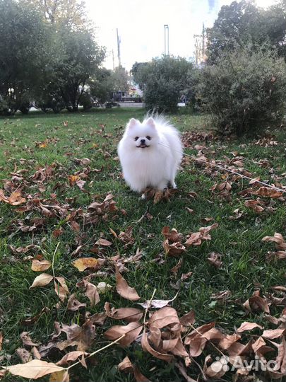 Померанский шпиц вязка кобель