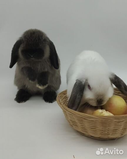 Продается семья кроликов для разведения