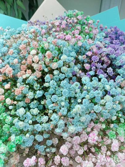 Цветы гипсофила