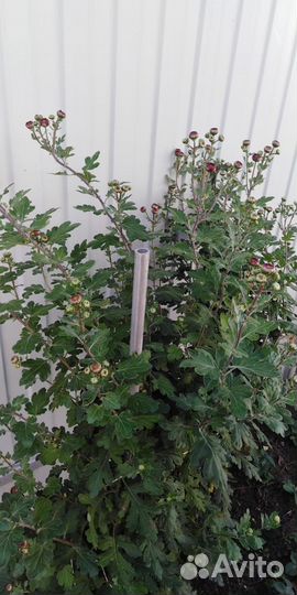 Хризантема