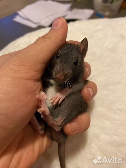 Крысята Дамбо чёрные с белым пузиком и клетки