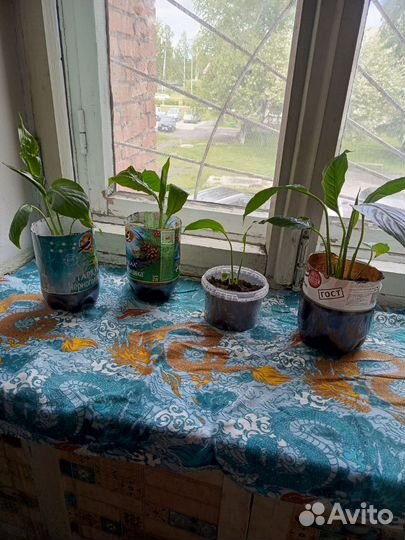 Комнатные растения цветы большие