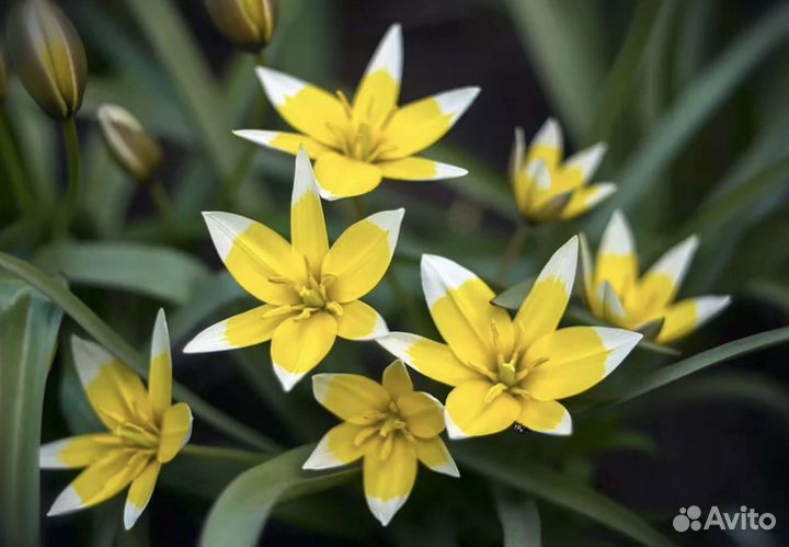 Луковицы тюльпанов