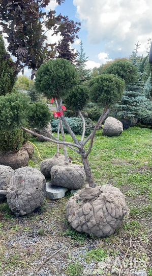 Можжевельник формированный