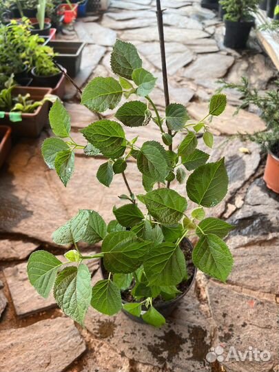 Гортензия шип клауд