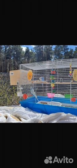 Волнистые попугайчики