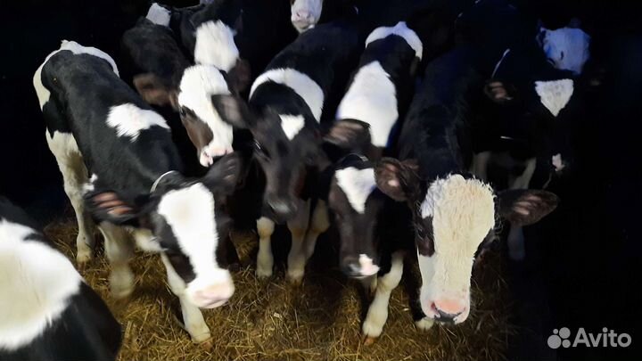 Телята бычки