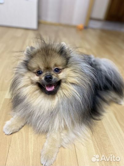 Померанский шпиц вязка