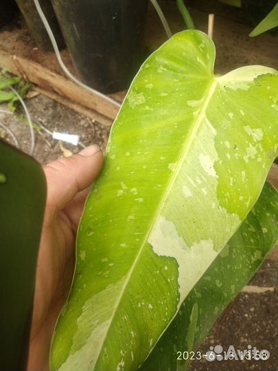 Филодендрон Имбе Вайт марбл