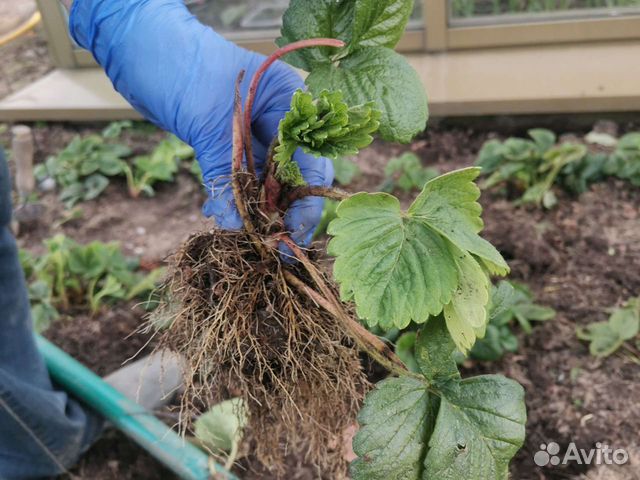 Рассада клубника усы