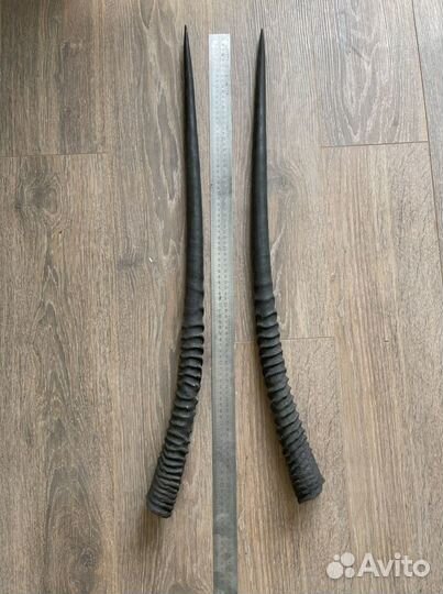 Африканское Чучело головы Орикса (Oryx gazella)