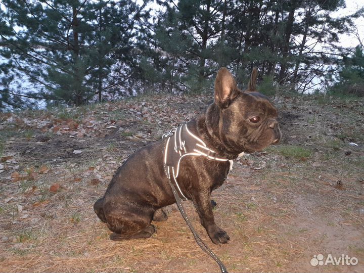 Французский бульдог мальчик вязка