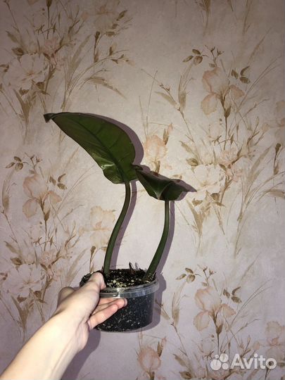 Филодендрон Империал Ред Фикус бенджамина
