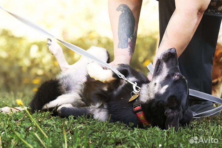 Трехлапая собачка Стеша ищет семью