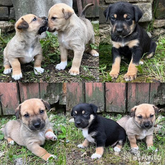 Щенки дворняжки в добрые руки