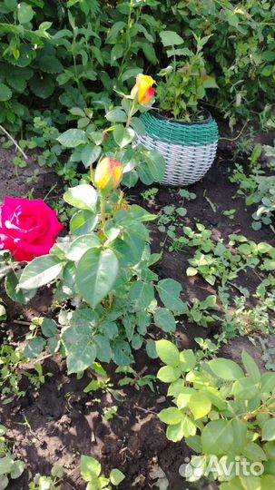 Розы чайной гибридные