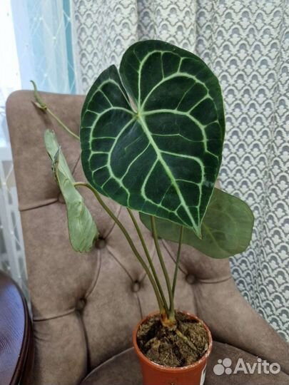 Антуриум Кларинервиум