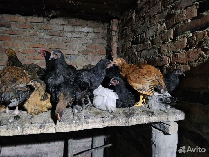 Цыплята несушки подрощенные