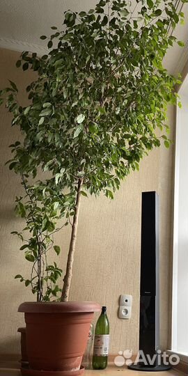 Фикус Бенджамина 17 летний