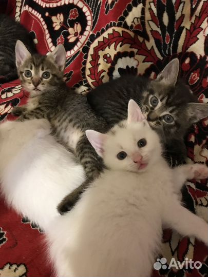 Котята в добрые руки