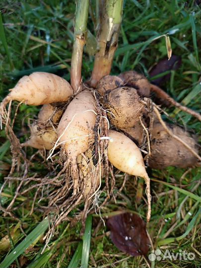 Георгины клубни