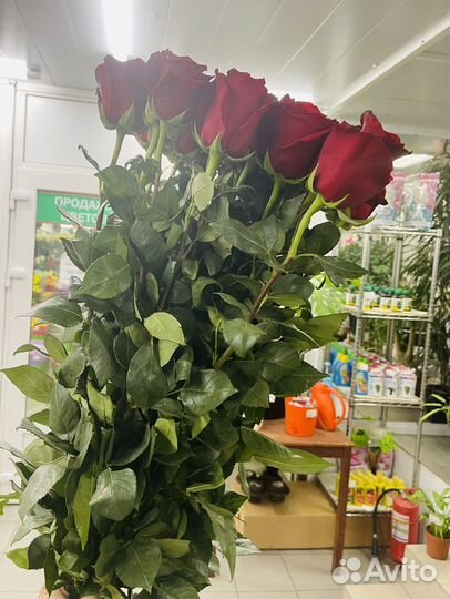 Шикарный бутон роз Эквадор