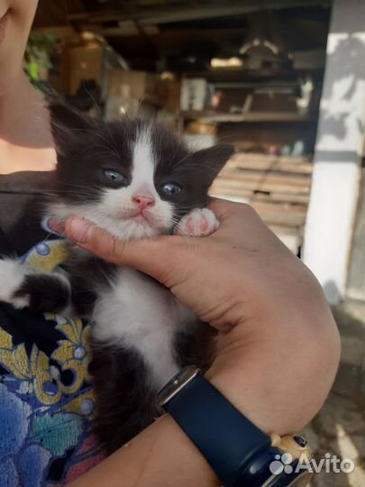 Котята в хорошие руки