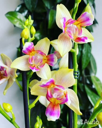 Фаленопсис сортовой микс