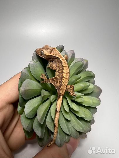 Малыши бананоедов Lilly White и другие