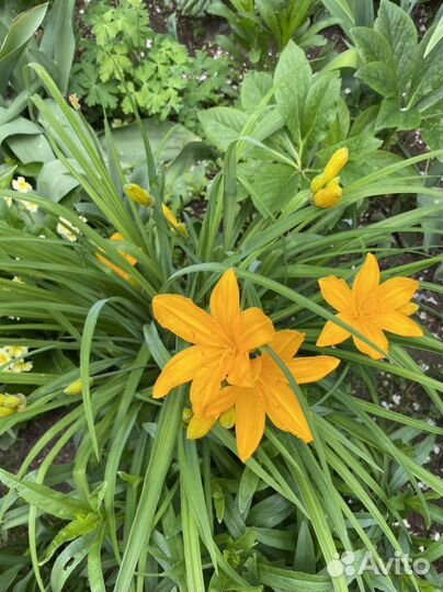 Многолетние цветы