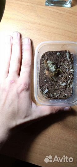 Скорпион hottentotta hottentotta