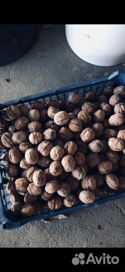 Орех грецкий