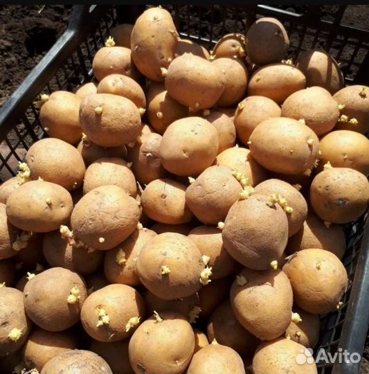 Продам картофель семенной
