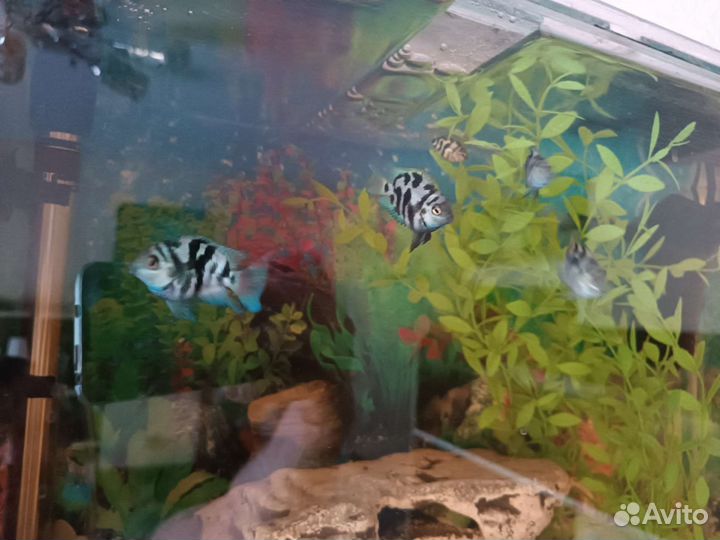 Рыбка сапфировый попугай