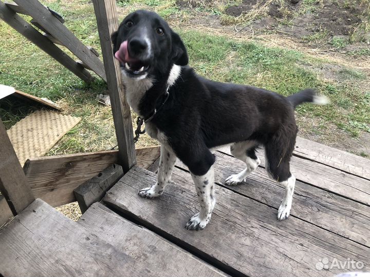 Отдам в добрые руки