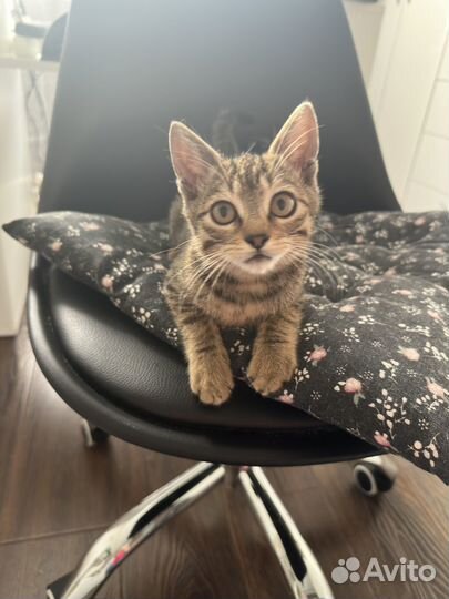 Отдам котят