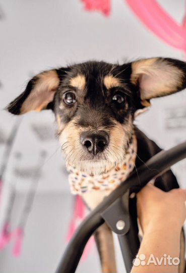 Щенок Мартин