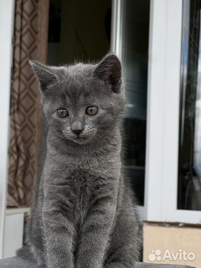 Отдадим кошечку