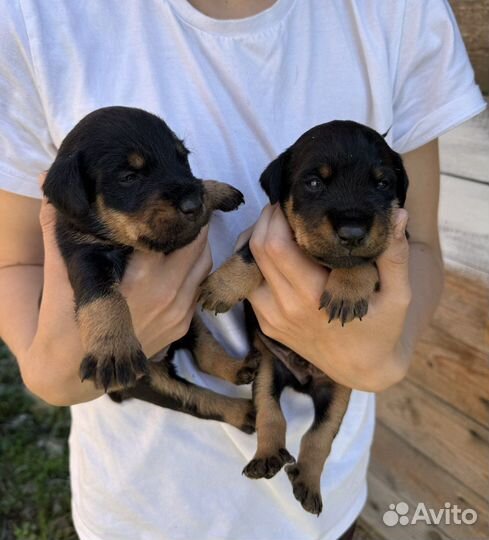 Щенки ягдтерьера