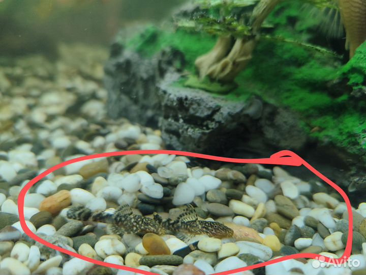 Сомики анциструсы