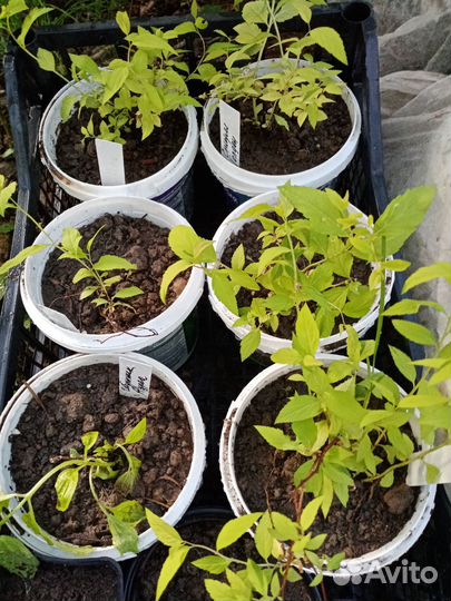 Декоративные кустарники саженцы