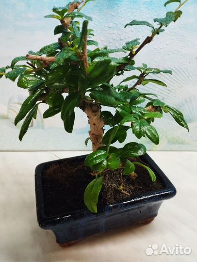 Деревце бонсай