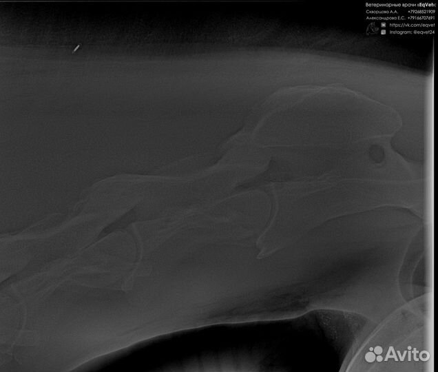 Ветеринарная помощь лошадям