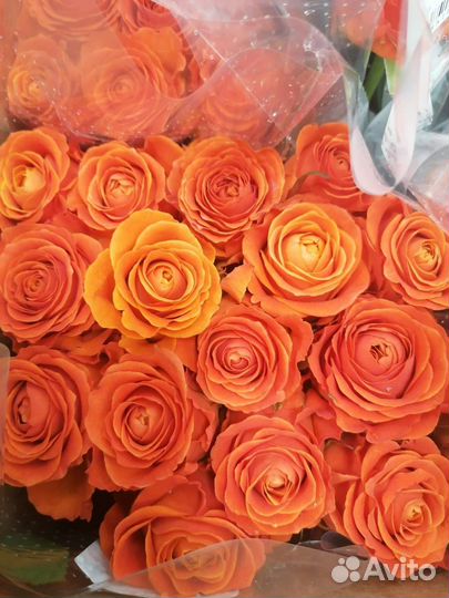 Букеты из роз 15-101 роза Свежая