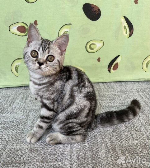 Британские мраморные котята