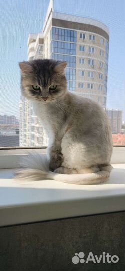 Кошка в дар