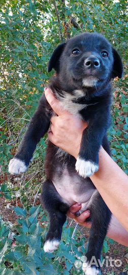 Щенята в добрые руки